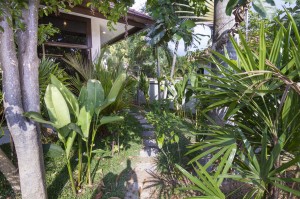 55_Thai_Villa_Rental_Pattaya_jungle_garden 